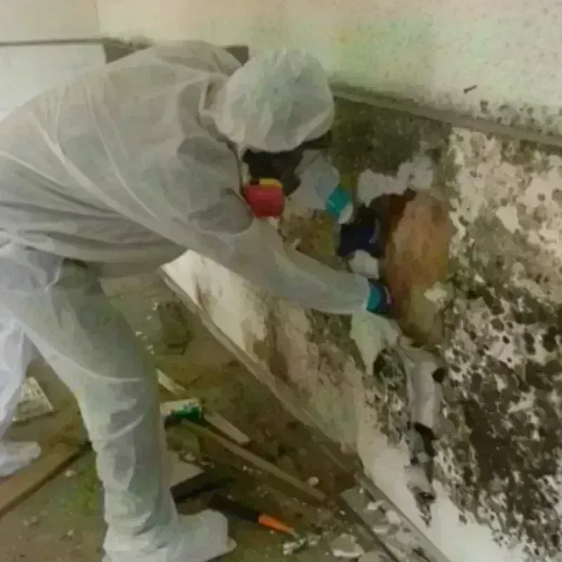 Mold Remediation and Removal in Little Falls, MN